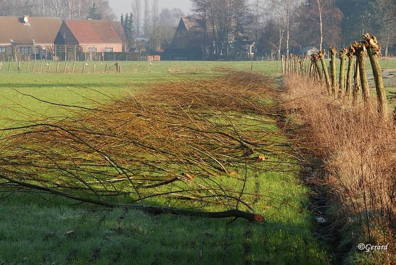 Lentesnoei Achterhoek.JPG - Lentesnoei Achterhoek